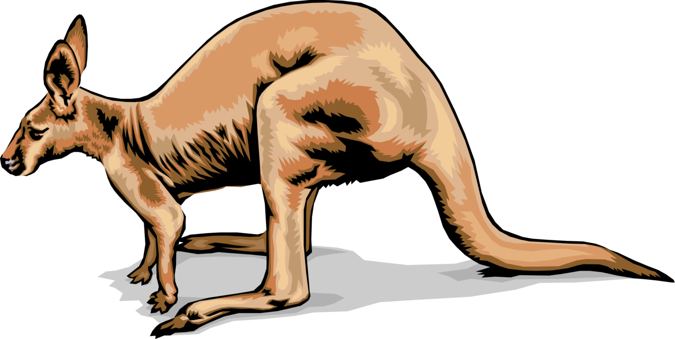 Vector Illustration of Australian Marsupial Kangaroo, Wallaroo, or Wallaby
