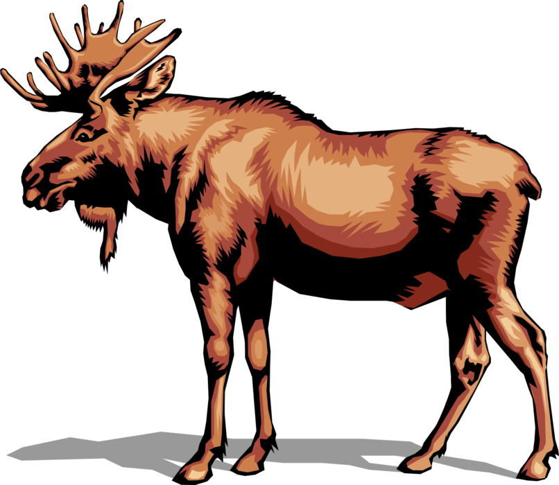 Vector Illustration of Large, Long-Headed Mammal Canadian Moose with Antlers