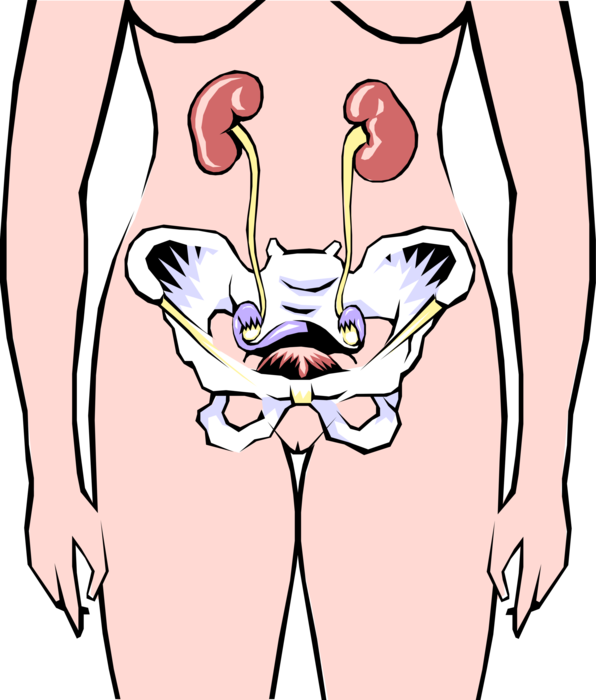 Vector Illustration of Human Female Reproductive System