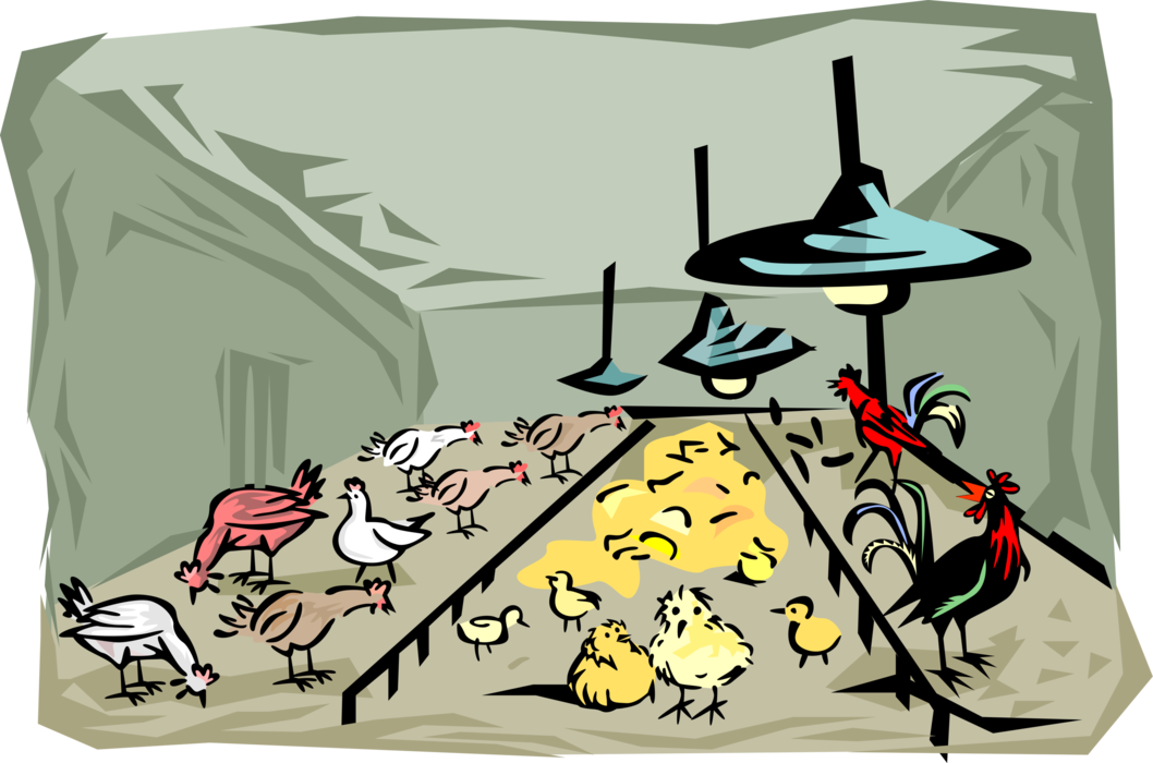 Vector Illustration of Farm Scene with Domesticated Fowl Chickens, Baby Chicks and Roosters