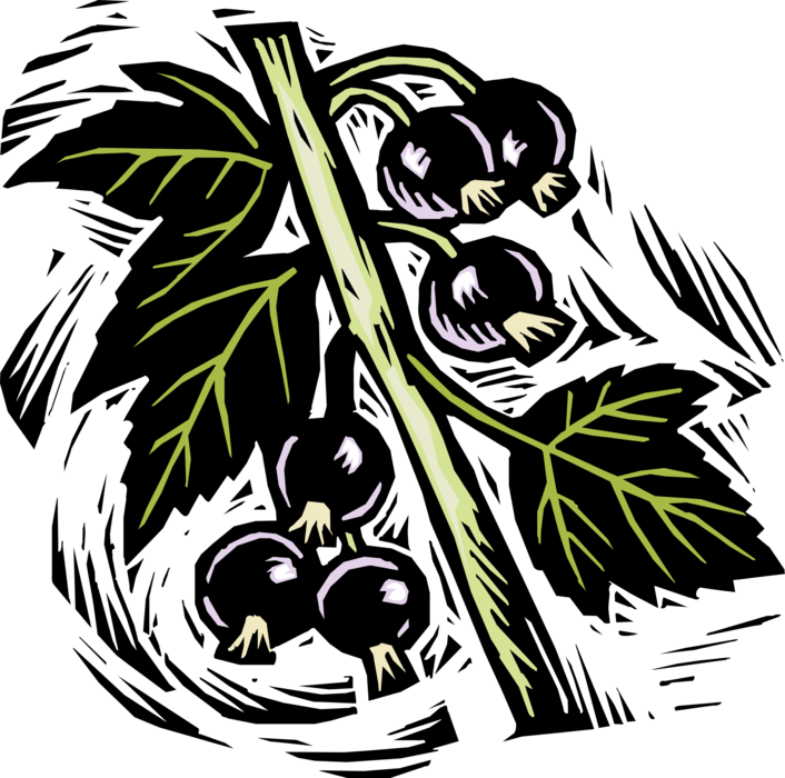 Vector Illustration of Blueberries Growing on Fruit Blueberry Bush