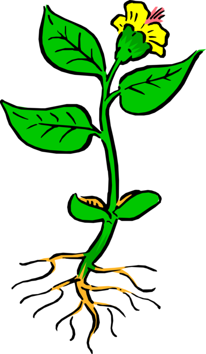 Vector Illustration of Flowering Botanical Plant with Roots