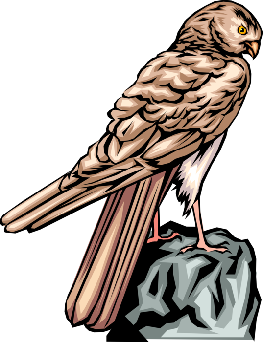 Vector Illustration of Bird of Prey Raptor Falcon Bird Stands on Rock