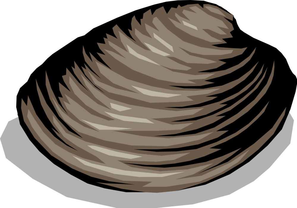 Vector Illustration of Edible Mollusk Clam