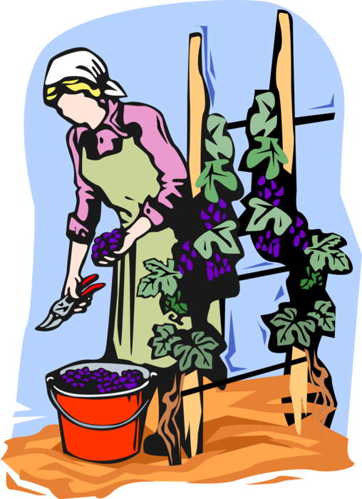 Vector Illustration of Vineyard Worker Harvesting Fruit Grapes from Vines for Winemaking