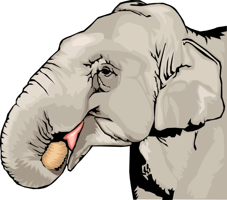 Vector Illustration of African Elephant Eating with Trunk