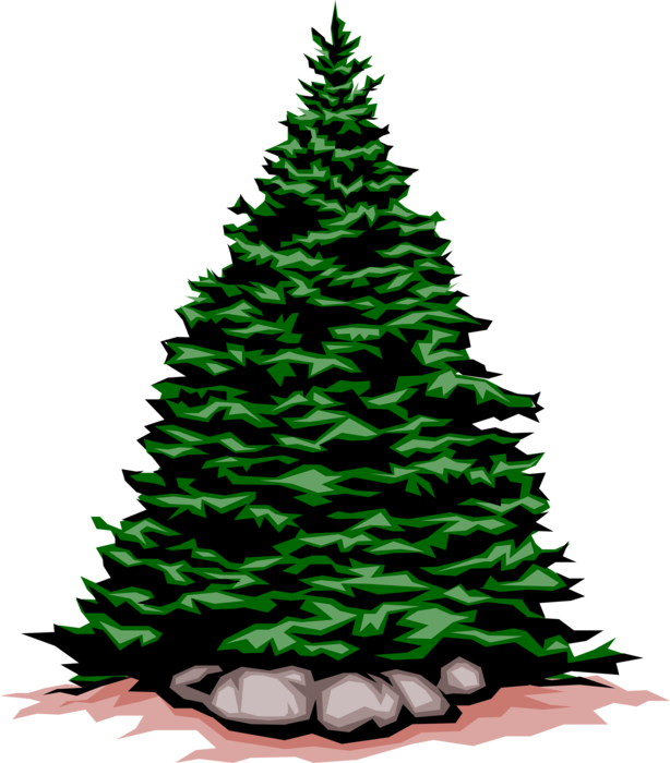 Vector Illustration of Coniferous Evergreen Pine Tree