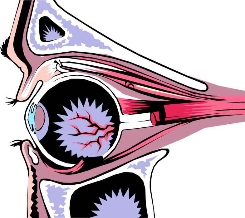 Vector Illustration of Human Eye Cross Section