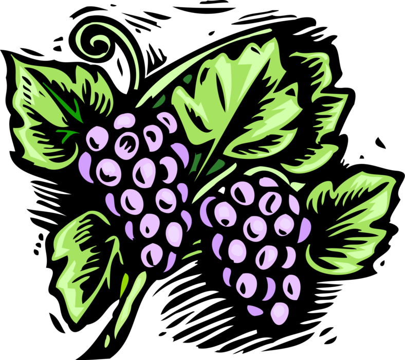 Vector Illustration of Vineyard Fruit Wine Grapes Growing on Vines