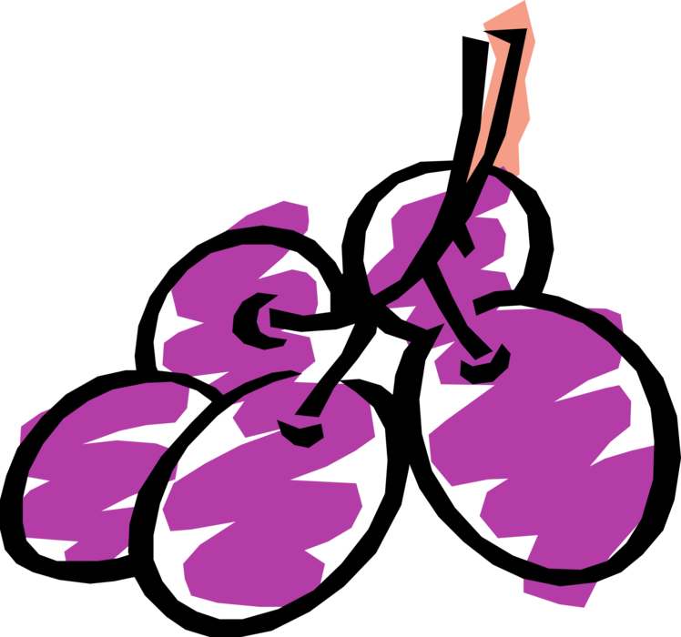 Vector Illustration of Edible Grapevine Fruit Grapes