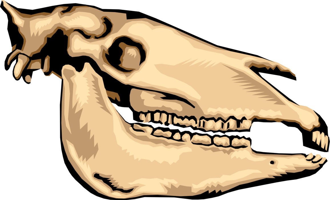 Vector Illustration of Animal Skull Bone