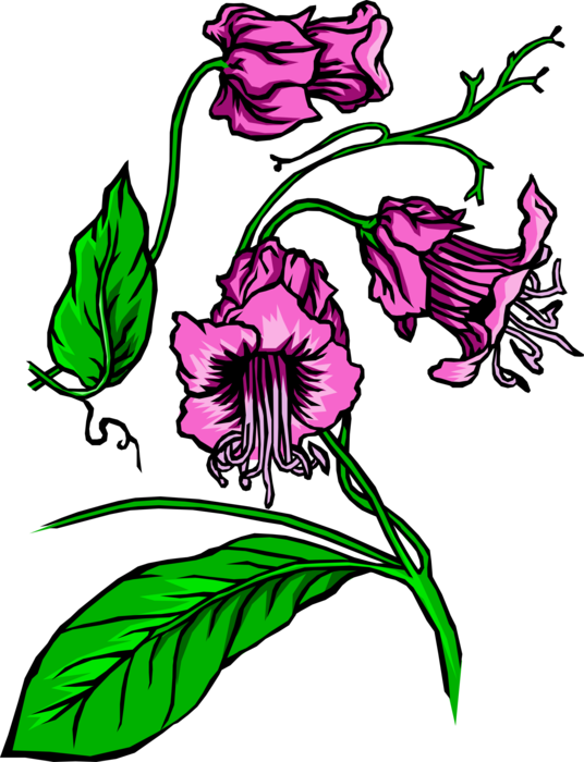 Vector Illustration of Purple Flower