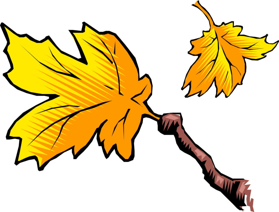 Vector Illustration of Maple Leaves in Autumn Fall Colors on Deciduous Tree