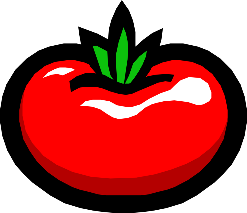 Vector Illustration of Tomato Edible Culinary Vegetable