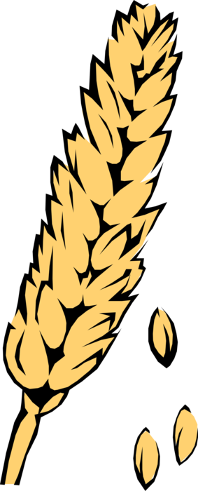 Vector Illustration of Wheat Grain of Cereal Grass Agricultural Crop