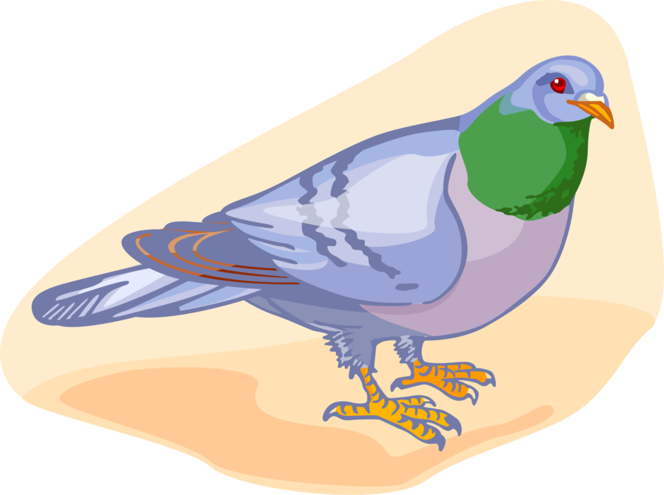 Vector Illustration of Feathered Vertebrate Pigeon Bird
