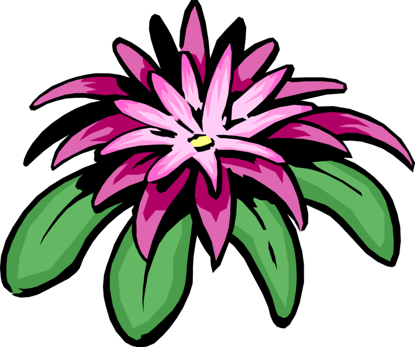 Vector Illustration of Garden Flower in Full Bloom