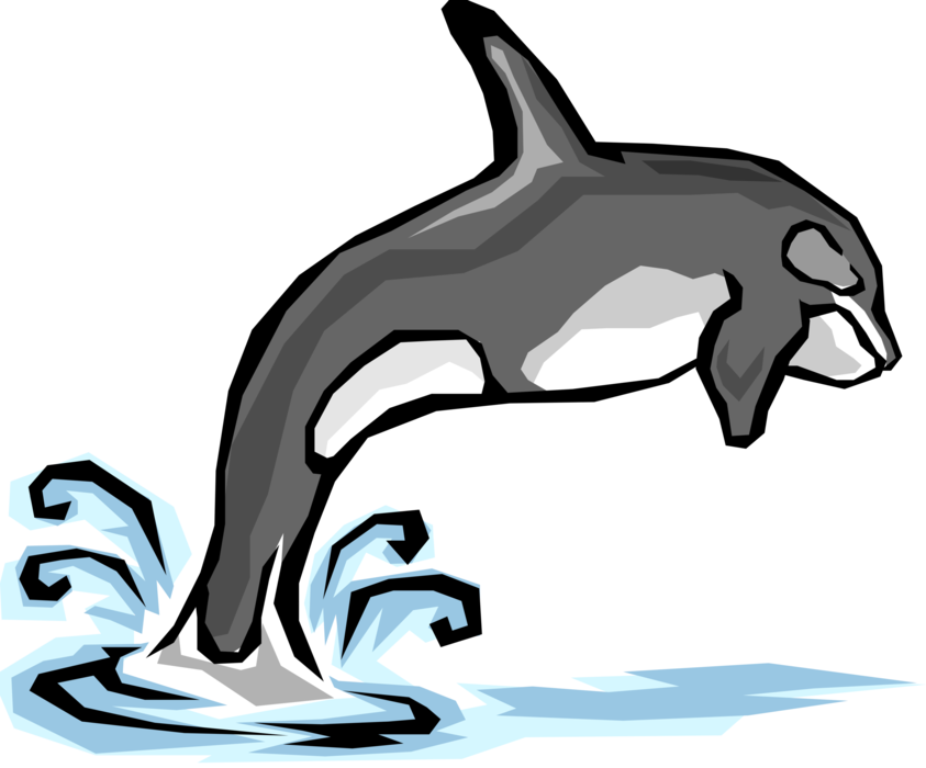 Vector Illustration of Aquatic Marine Mammal Killer Whale or Orca