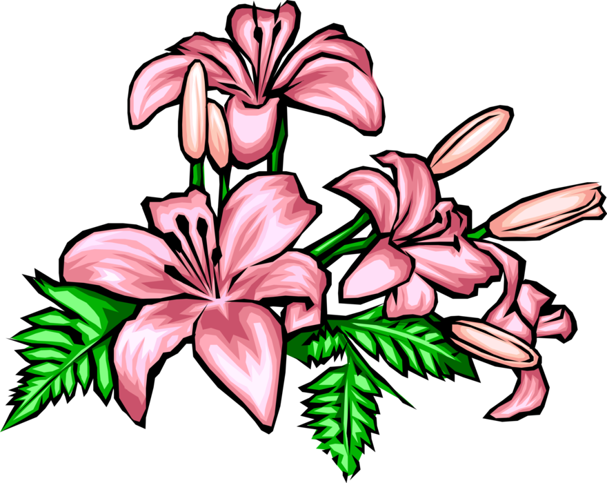 Vector Illustration of Lily Herbaceous Flowering Plant Flower