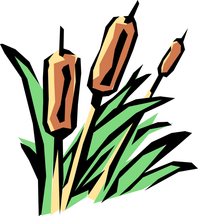 Vector Illustration of Cattail Bulrushes Bulrush in Marshlands Wetland