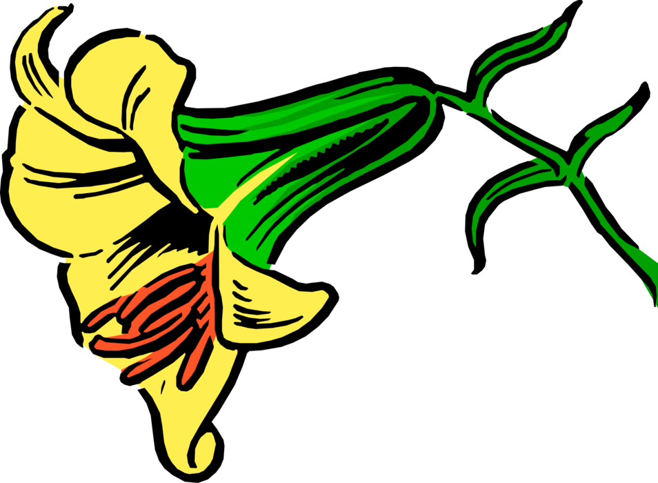 Vector Illustration of Yellow Lily Flower