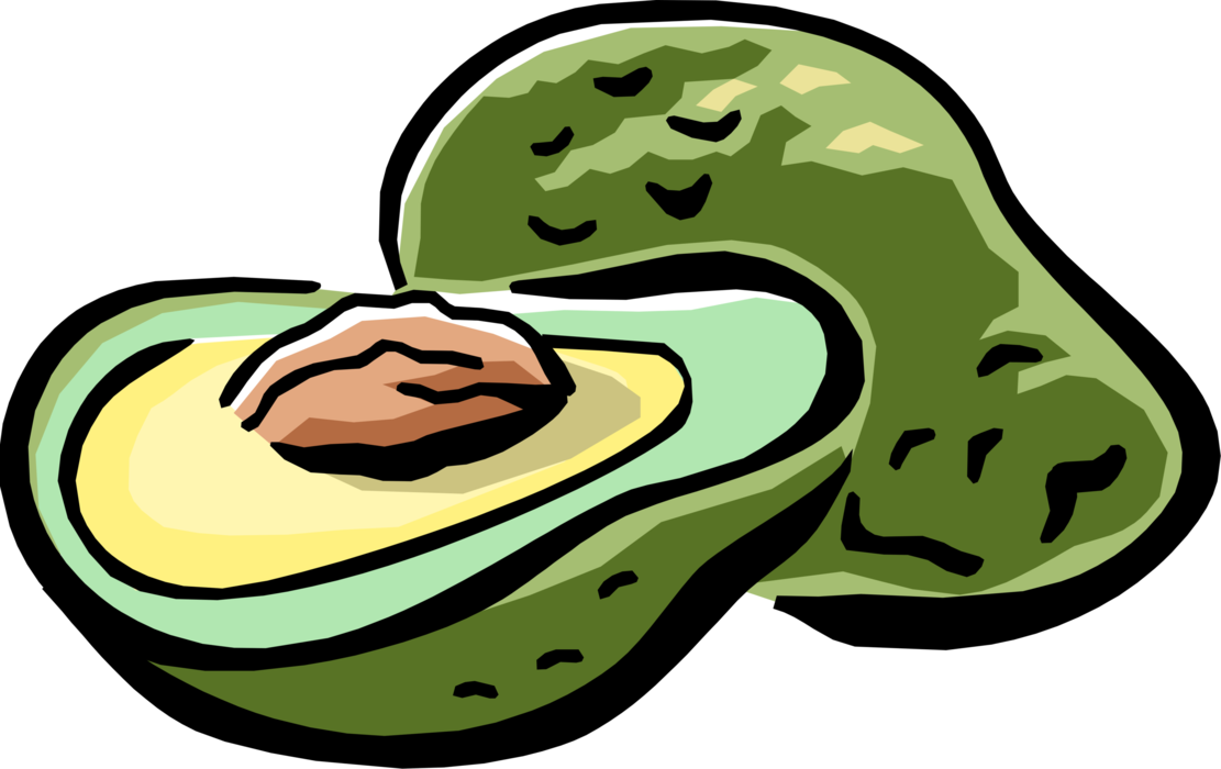 Vector Illustration of Large Berry Avocado Single Seed Alligator Pear Fruit