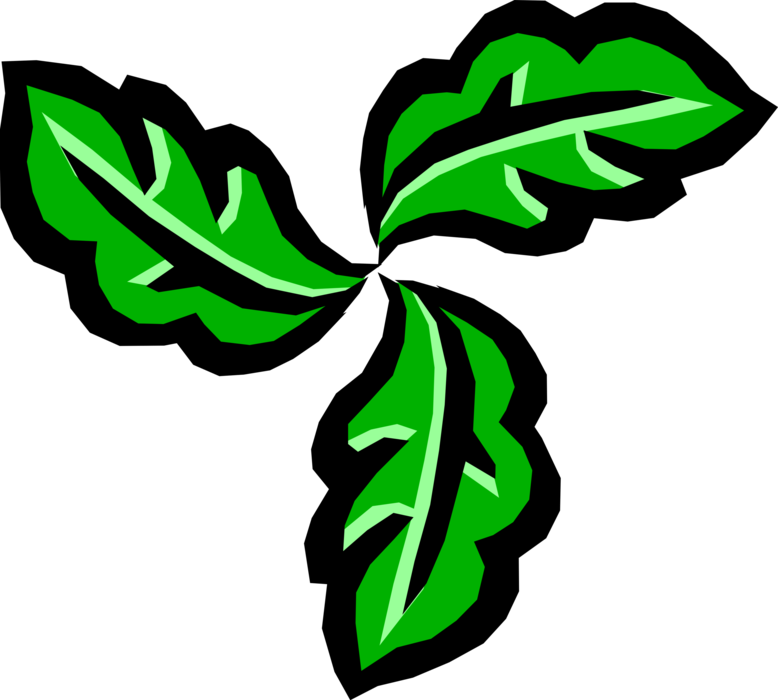Vector Illustration of Leaf Design