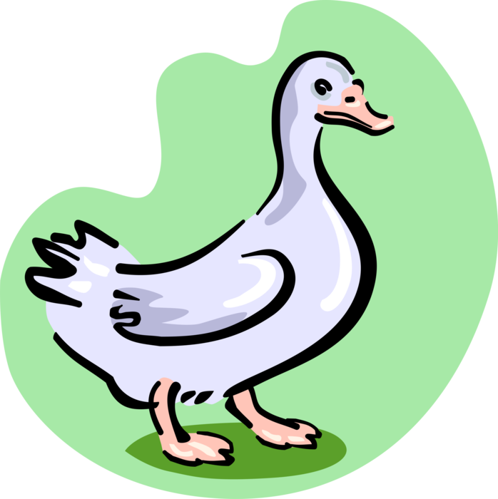 Vector Illustration of White Feathered Waterfowl Goose