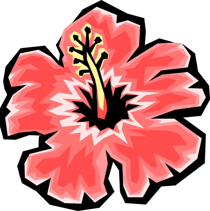 Vector Illustration of Hibiscus Chinese Rose Botanical Horticulture Flowering Plant