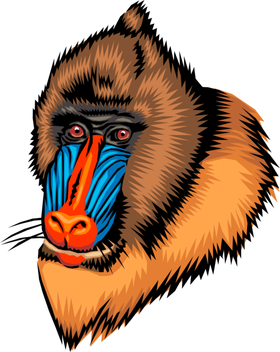 Vector Illustration of Endangered Species Large Primate Baboon Mandrill Ape Monkey Head