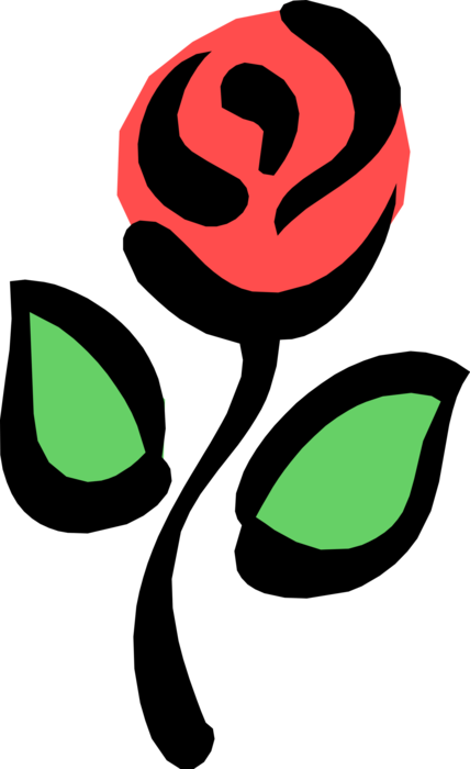 Vector Illustration of Garden Rose Flower Perennial Plant