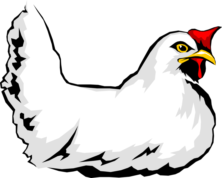 Vector Illustration of Domesticated Fowl Egg Laying Hen Chicken Bird