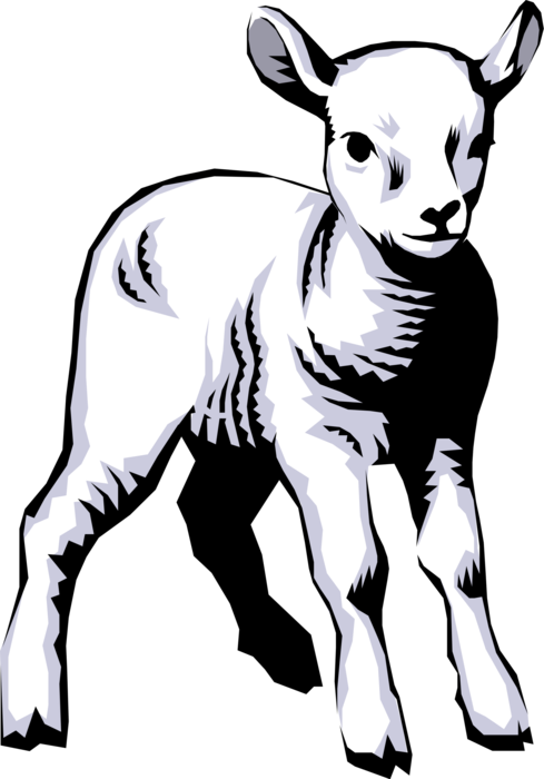Vector Illustration of Ruminant Mammal Sheep Baby Lamb