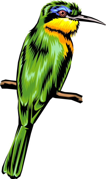 Vector Illustration of Feathered Vertebrate Green Bird