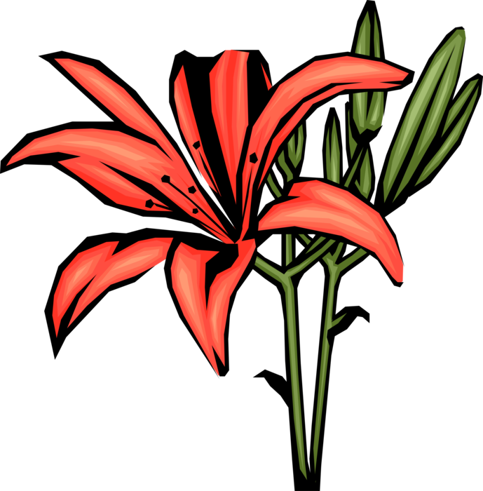 Vector Illustration of Red Lily Flower