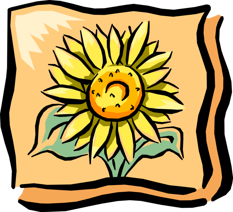 Vector Illustration of Sunflower in Full Summer Bloom