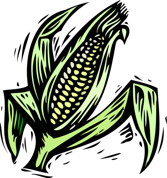Vector Illustration of Farm Crop Vegetable Corn on the Cob Maize Husk