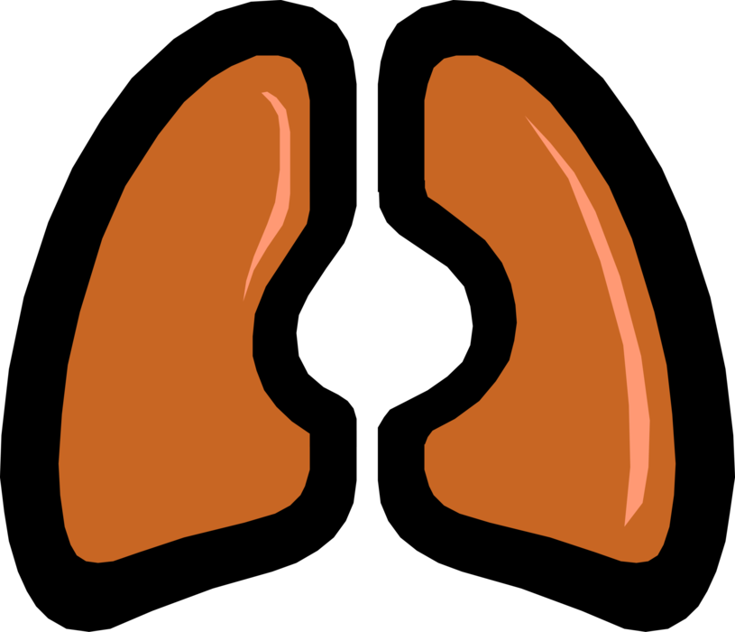 Vector Illustration of Human Lungs Primary Organs of Respiration and Breathing