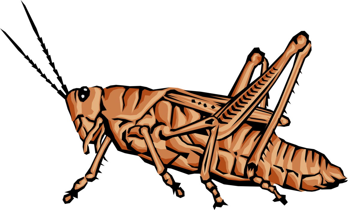 Vector Illustration of Brown Ground-Dwelling Grasshopper Insect