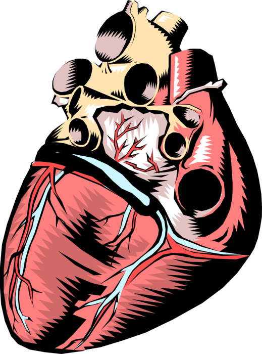 Vector Illustration of Human Heart with Pulmonary Veins and Arteries