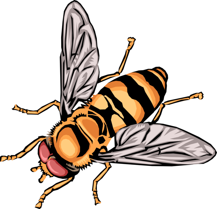 Vector Illustration of Yellow Jacket or Predatory Wasp Insect