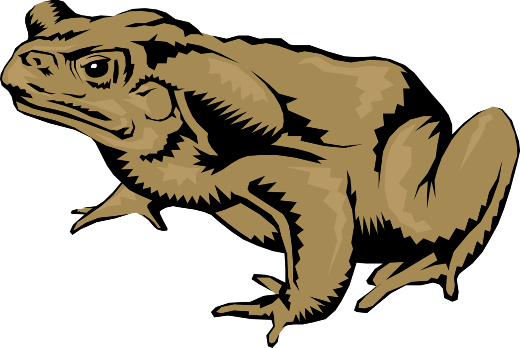 Vector Illustration of Amphibian Toad or Frog