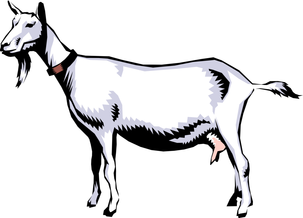 Vector Illustration of Domestic Billy Goat