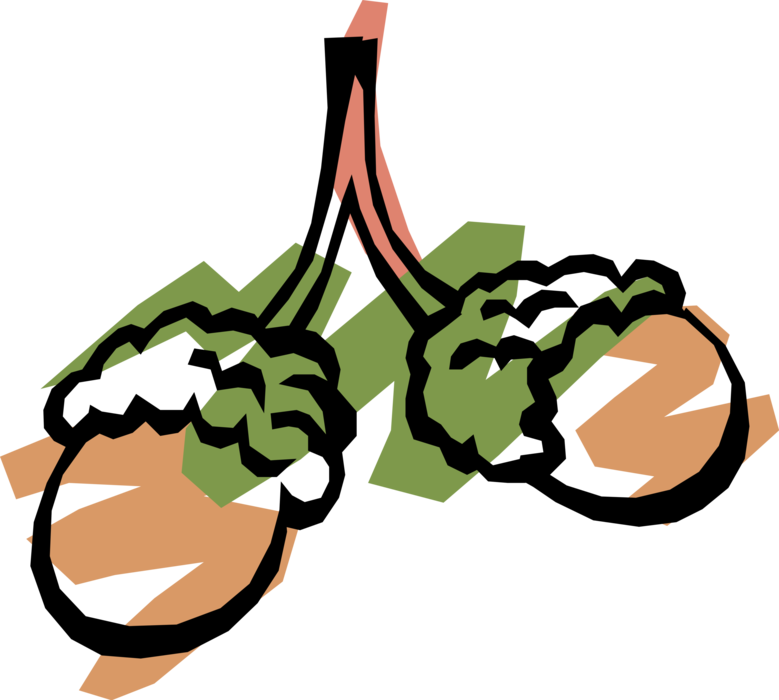 Vector Illustration of Hard Shell Edible Seed Acorn Nuts