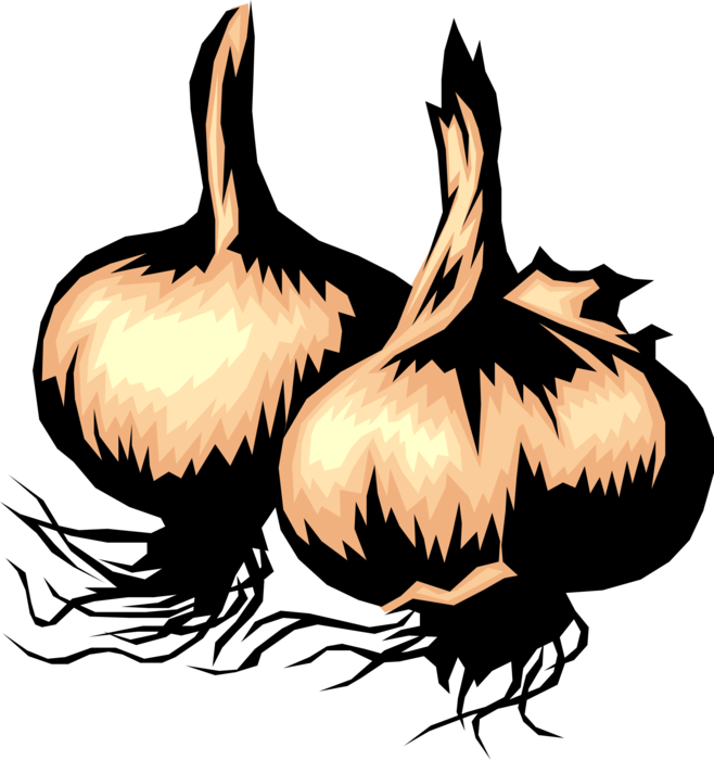 Vector Illustration of Edible Pungent Culinary Bulb Plant Garlic