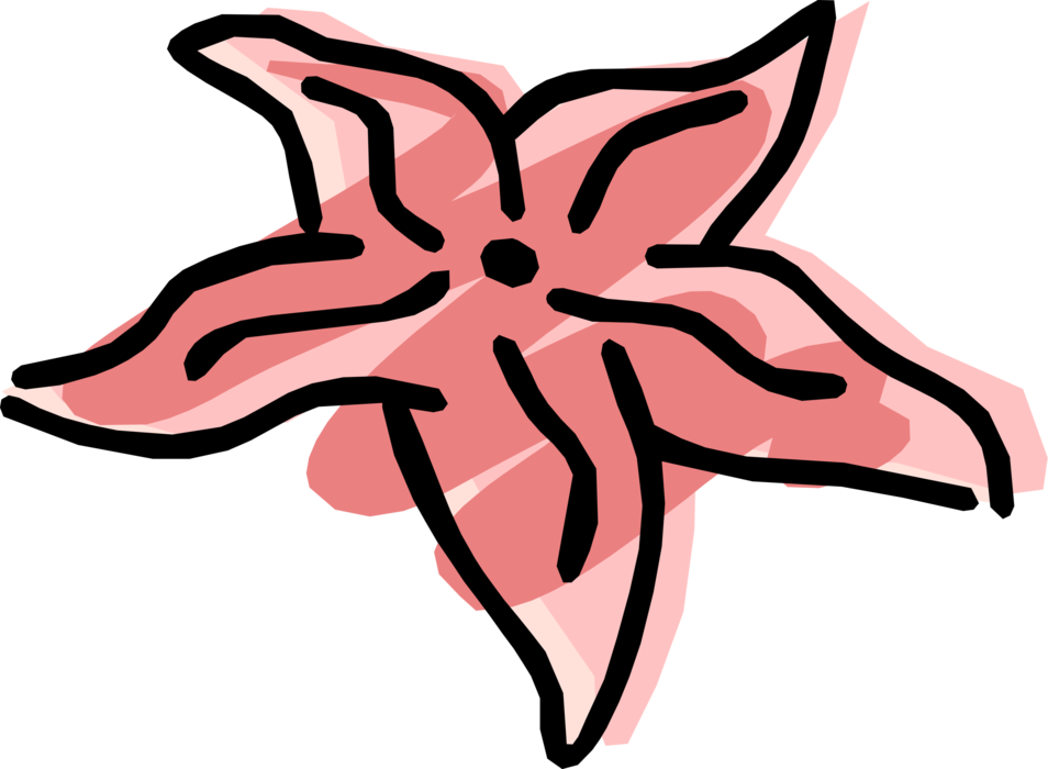 Vector Illustration of Pink Marine Invertebrate Starfish