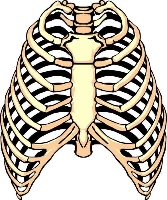 Vector Illustration of Human Rib Cage