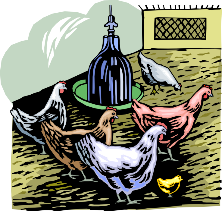 Vector Illustration of Domesticated Fowl Chicken Poultry Farming