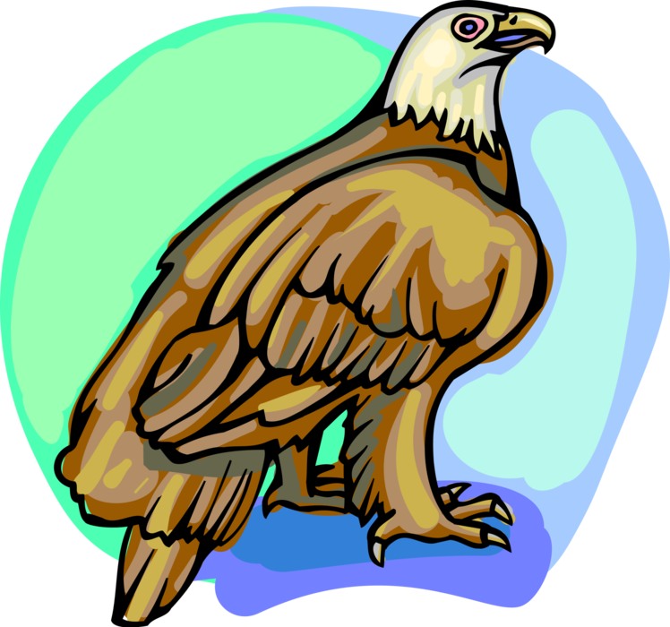 Vector Illustration of American Bald Eagle National Bird of United States of America Stands Proud