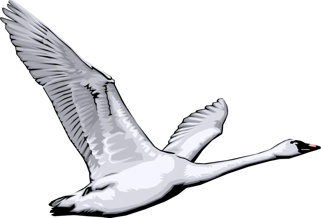 Vector Illustration of Mute Swan in Flight 